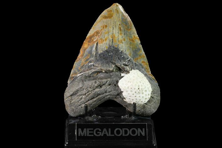 Fossil Megalodon Tooth - North Carolina #145461